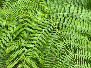 Pteridium aquilinum fern green leaves close up.
Nature background for design.Selective focus.
