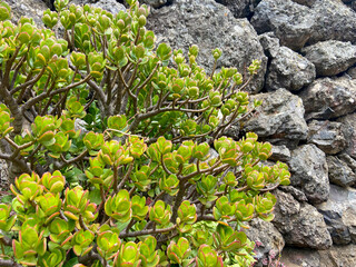 Crassula ovata (Jade Plant,Money Plant,Friendship Tree) succulent plant on a gray volcanic stone wall background in Tenerife,Canary Islands,Spain.Selective focus.
