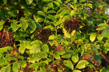 Owoce czarnego bzu na gałązce, tłonatury. 