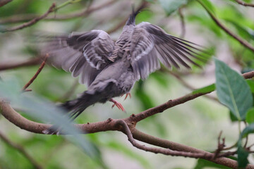 Crested Pigeon (Ocyphaps lophotes) perched on wooden rail with blurred green background in Hong Kong.
