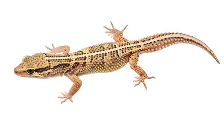 Obraz premium A leopard gecko lizard isolated on transparent background