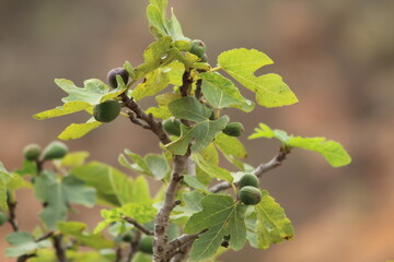 fig tree
