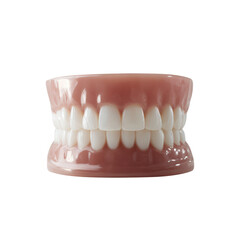 Obraz premium Close-up of a dental model showcasing realistic teeth. Perfect for educational purposes, dental practices, and health-related materials.