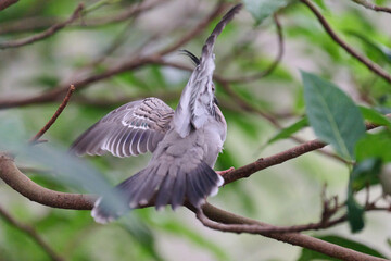 Crested Pigeon (Ocyphaps lophotes) perched on wooden rail with blurred green background in Hong Kong.