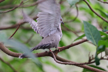 Crested Pigeon (Ocyphaps lophotes) perched on wooden rail with blurred green background in Hong Kong.