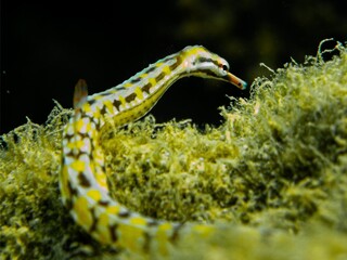 Pipefish keeps on searching for little prey on the seaweed