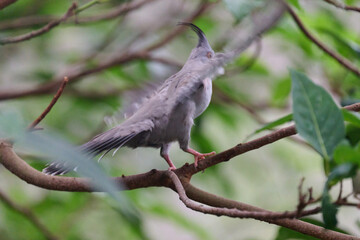 Crested Pigeon (Ocyphaps lophotes) perched on wooden rail with blurred green background in Hong Kong.