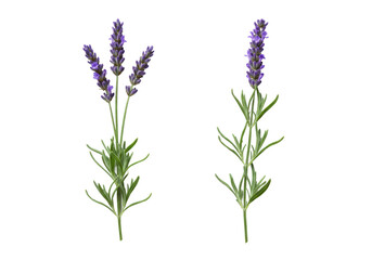 Naklejka premium Two vibrant lavender sprigs, delicate purple blossoms, green leaves, pristine, isolated on transparent studio background, soft diffused light, concept of wellness and botanical beauty