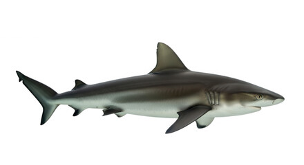 Fototapeta premium A grey shark isolated on a transparent background