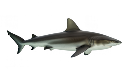 A grey shark isolated on a transparent background
