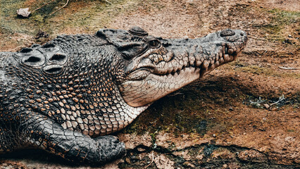A large saltwater crocodile rests on the muddy bank, its textured skin and powerful jaws visible.