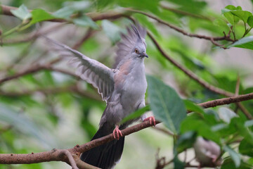 Crested Pigeon (Ocyphaps lophotes) perched on wooden rail with blurred green background in Hong Kong.
