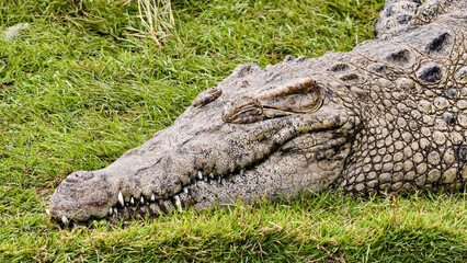 Close-up of a crocodile resting peacefully on green grass, its eyes closed.
