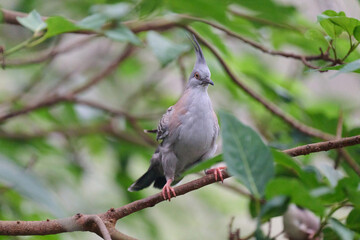 Crested Pigeon (Ocyphaps lophotes) perched on wooden rail with blurred green background in Hong Kong.
