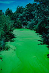 Trees over bright green algae on water in Opole, Poland, creating an abstract, moody nature scene.