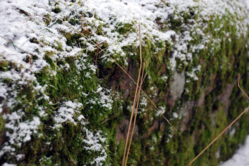 Snow-dusted moss-covered wall in winter forest scene