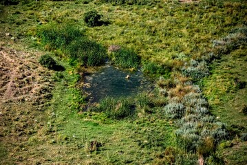 Aerial view of a small pond in a green meadow with lush foliage and wildlife habitat