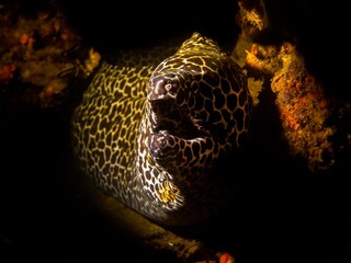 Honeycomb moray eel resting inside his hole