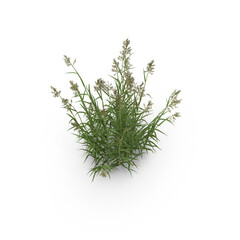 Tall Wild Grass Plant Bunch Isolated on Transparent Background