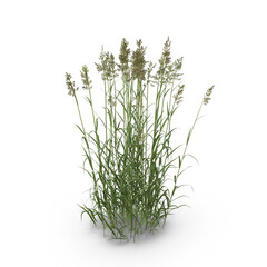 Tall Wild Grass Plant Bunch Isolated on Transparent Background