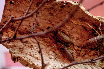 Big nasty ugly endemic exotic beetles cockroaches pests crawl on tree dirty bark