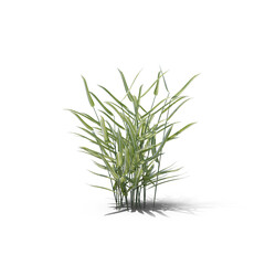 Reed Canary Grass isolated on transparent background