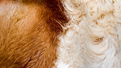 A close-up shot of a donkey's fur, showing the transition from brown to white, with visible texture and detail.