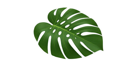 Single monstera leaf isolated on transparent background, tropical and botanical element