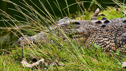 A camouflaged crocodile rests partially submerged in tall grass near water.