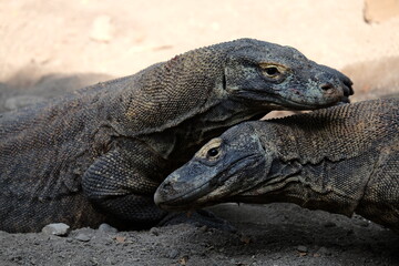 galapagos land iguana