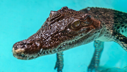 Close-up portrait of a crocodile submerged in clear, light blue water, showcasing its textured skin.