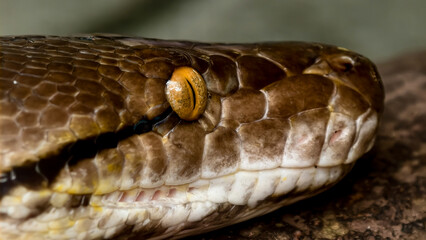 Close-up view of a snake's head, highlighting its eye and scales.