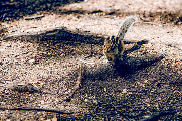 Small cute wild fluffy chipmunk rodent run in habitat in the forest in summer