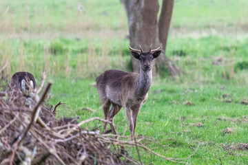 Junger schwarzer Damhirsch.