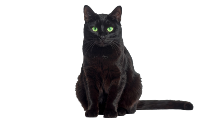 A photograph of an adult black cat sitting upright and looking straight at the camera. She has short, smooth fur and her eyes are bright green, creating a striking contrast with her black fur. The cat