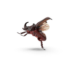 Rhinoceros Beetle Oryctes Nasicornis Flying isolated on transparent background