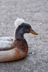 Detailed image of a duck with a distinctive feather crest, showcasing intricate plumage and natural beauty while emphasizing its unique characteristics.