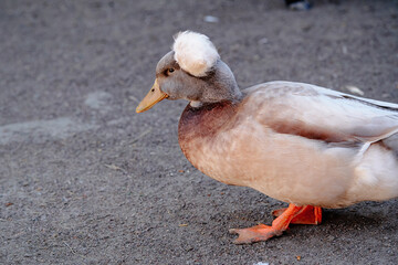 Duck possessing fluffy feathered crest stands on a gravel surface, showcasing its unique plumage and vibrant orange legs, illuminated in natural light, for animal photography enthusiasts.