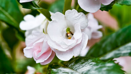 Obraz premium Close-up of delicate white flowers with hints of pink, surrounded by green foliage.