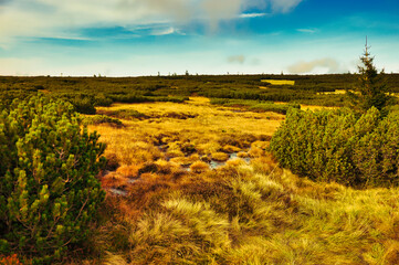 Trawy i bagna po horyzont - Krajobraz Karkonoskiej Tundry. © Pol Badger