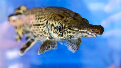 Obraz premium Close-up of an alligator gar fish, showcasing its detailed scales and unique snout in an aquarium setting.
