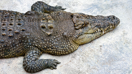 Obraz premium A close-up view of a large crocodile resting on a concrete surface, showcasing its textured skin.