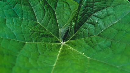 Detailed Leaf Structure: A Close-Up View of Nature's intricate patterns and textures