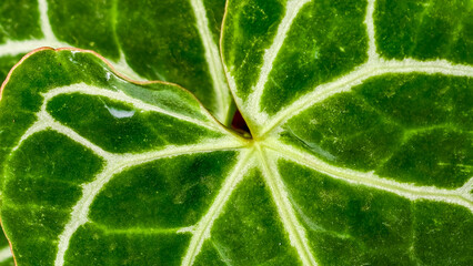 Close-up view of a vibrant green leaf with intricate, radiating veins.