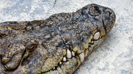 Close-up view of a crocodile's head, showcasing its textured skin and sharp teeth.