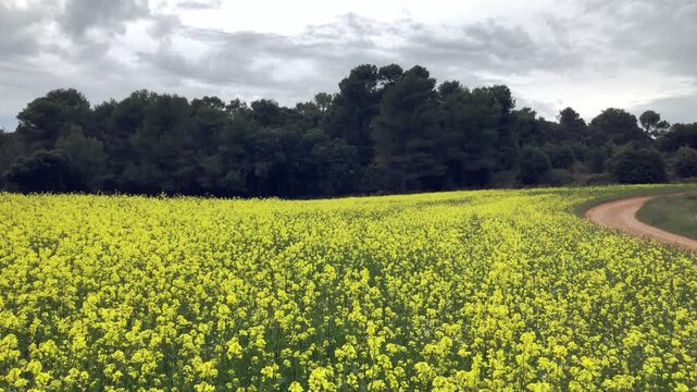 Campo de flores amarillas con camino rural y bosque al fondo
