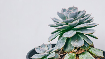 Close-up of a succulent plant with green and blue-grey leaves against a white background.