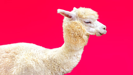 Fototapeta premium A fluffy white alpaca with closed eyes against a vibrant pink background.