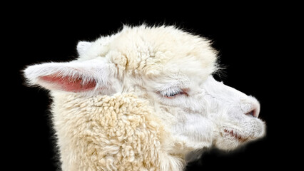 Close-up profile view of a fluffy white alpaca.
