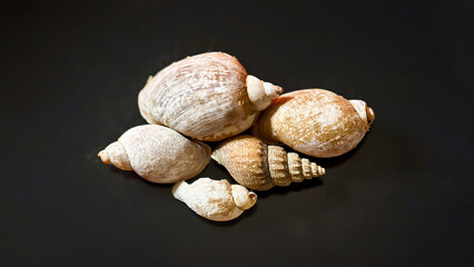 A cluster of seashells, various sizes and textures, rests on a dark surface.